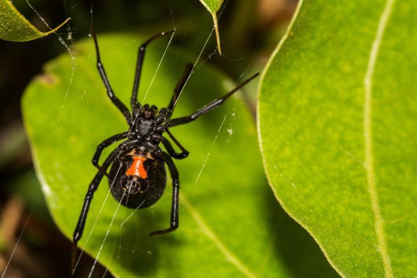 Black Widow Spider Bite: What Does It Look Like?