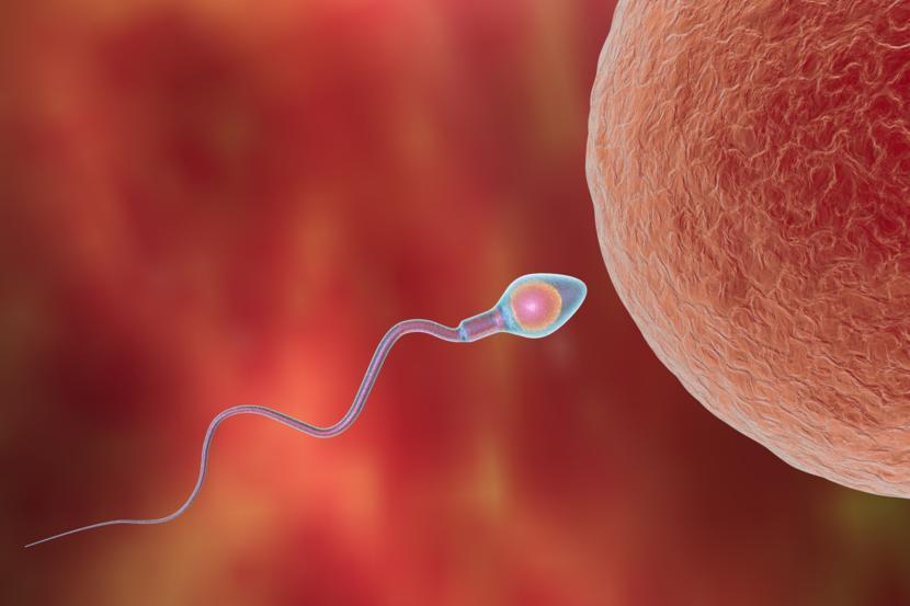 Sperm Cells Mimic Embryonic Stem Cells 5090