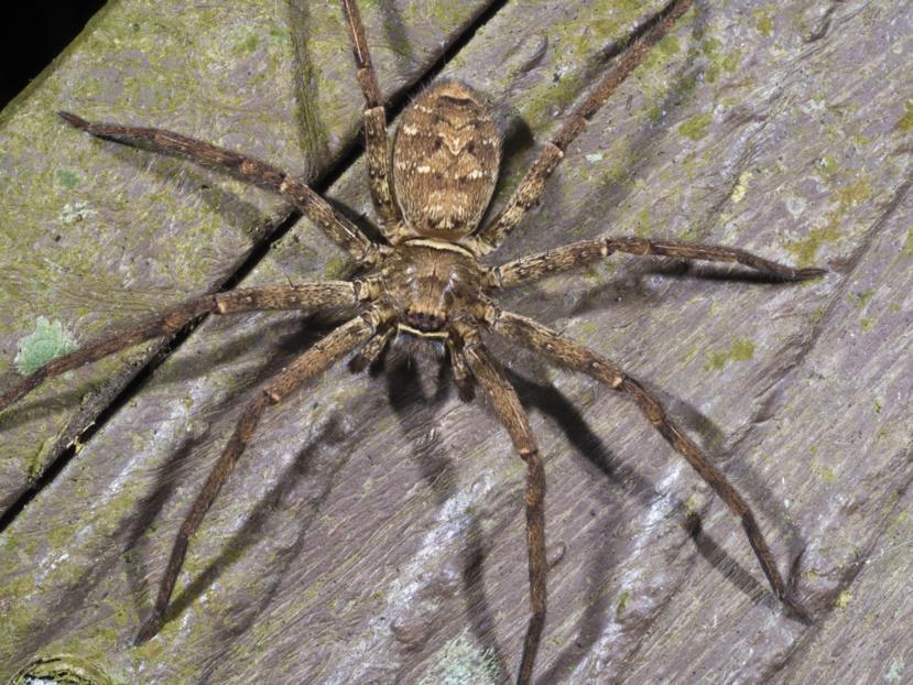 What Happens if a Wolf Spider BITES You? 