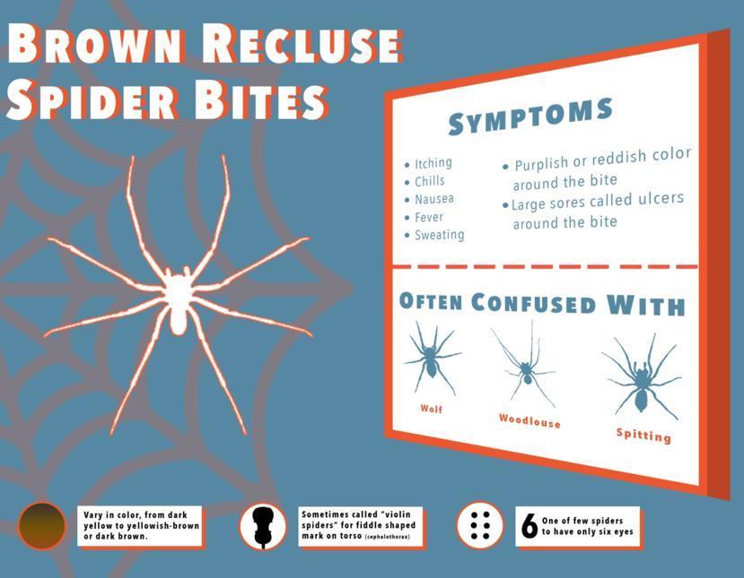 Brown recluse spider bite - stickersfiln