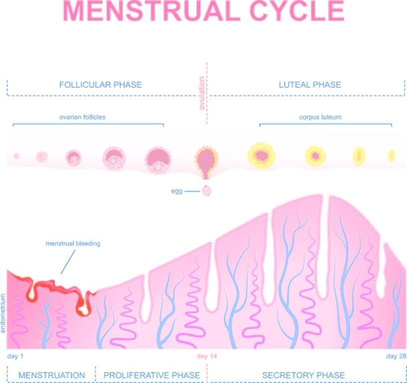 https://www.findatopdoc.com/var/fatd/storage/images/_aliases/article_main/media/images/menstrual-cycle/488318-1-eng-US/Menstrual-Cycle.jpg