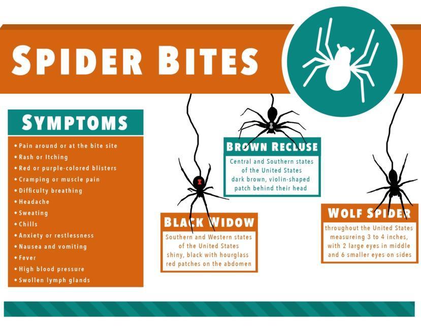 Spider bite symptoms: What are the early signs of spider bite?