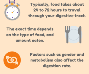 How long does it take to digest food - Healthier Steps