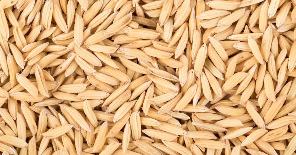 Why Canary Seeds Are Ideal for Gluten-Free Diets