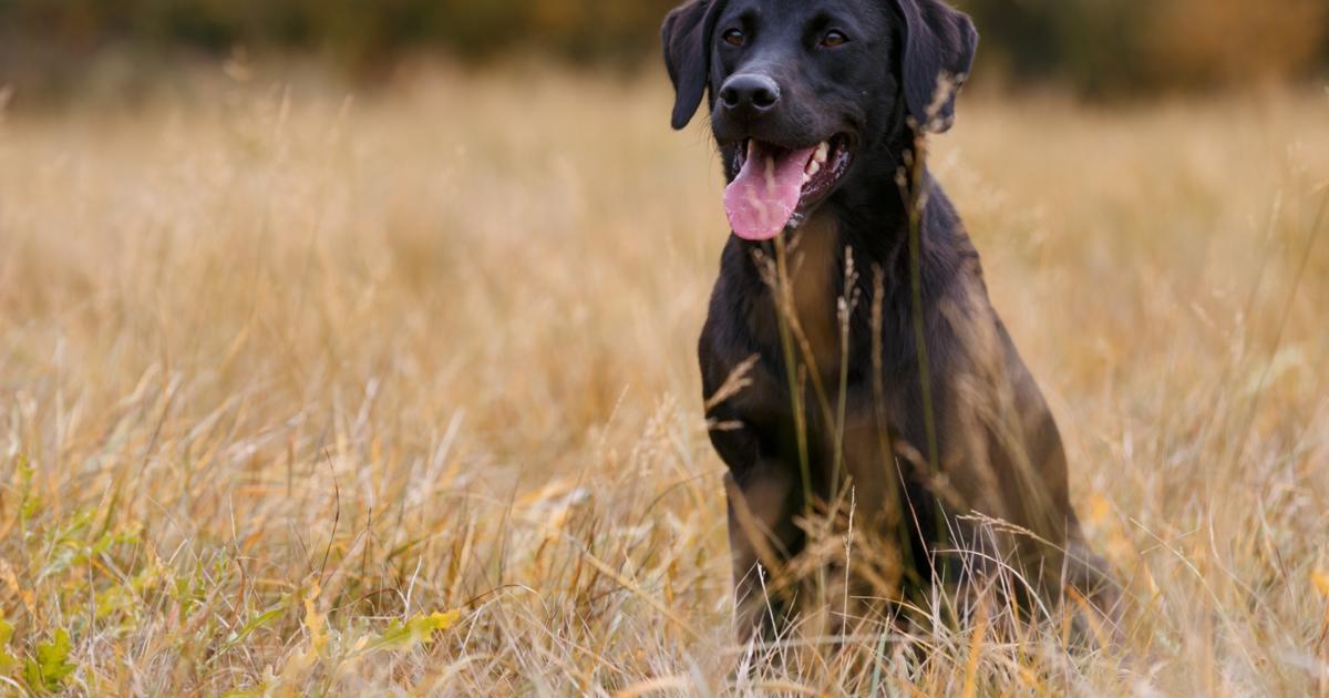 can-dogs-detect-parkinson-s-disease