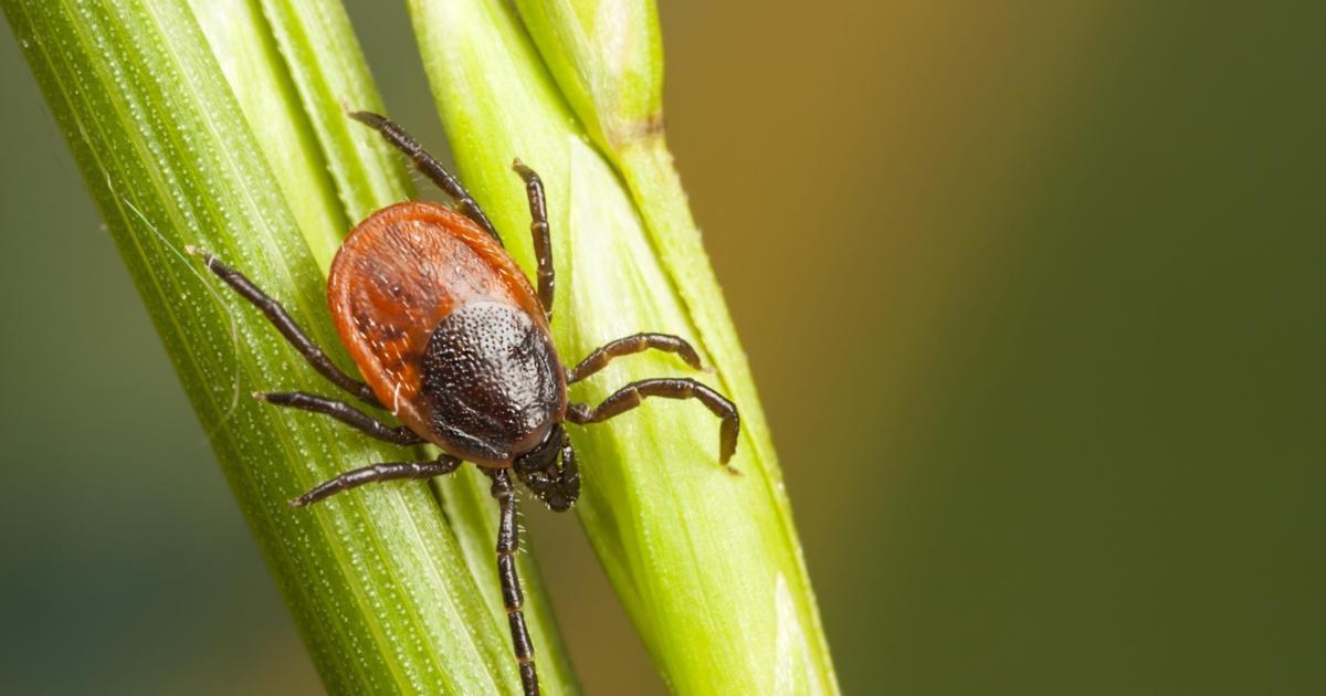 How is Lyme disease transmitted? | FindATopDoc