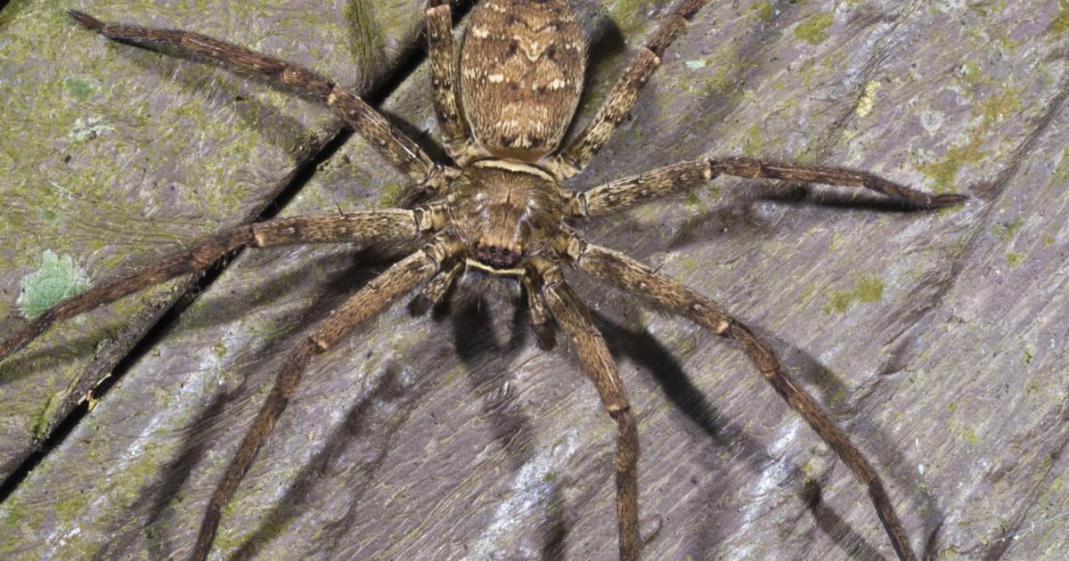 Wolf Spider Bite: Pictures, Treatment, Symptoms, and More