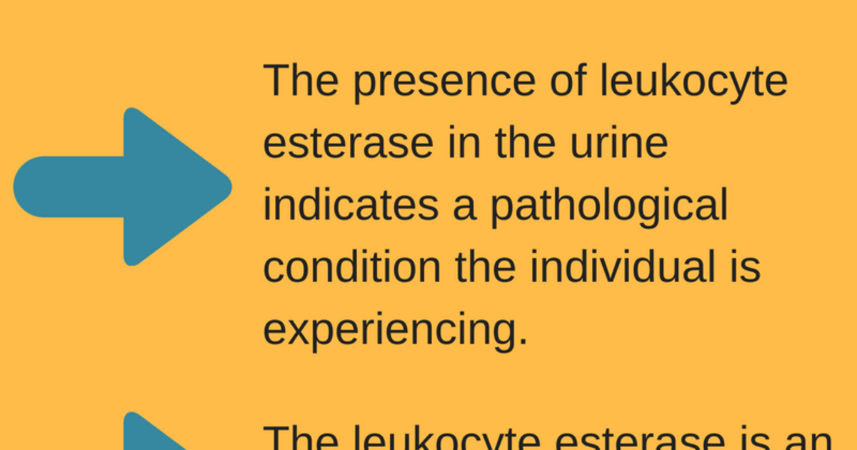 What Is Leukocyte Esterase Tests And Result Infographic 2095