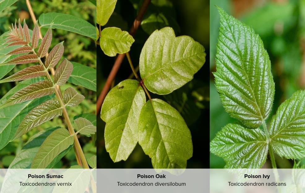 Edible vs. Poison Sumac — Learn The Difference - Learn Your Land