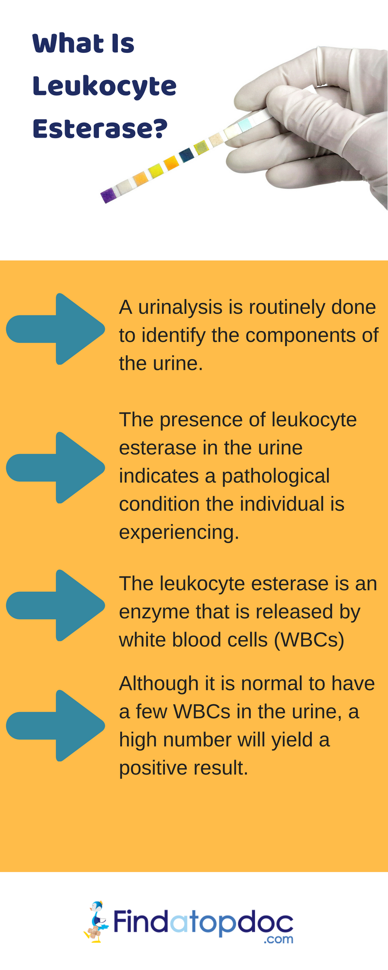 What Is Leukocyte Esterase Tests And Result Infographic 9274