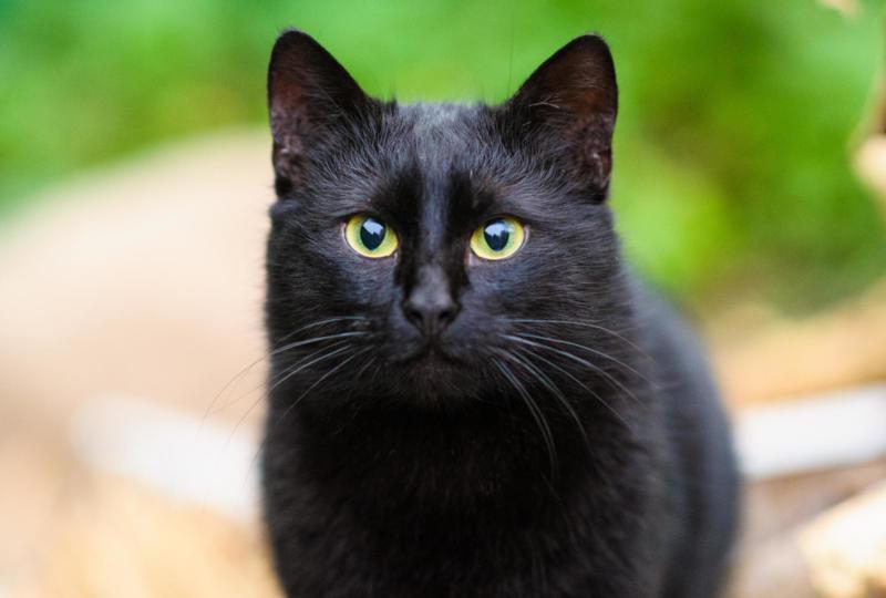 Black cats: Guilty by association with accused witches | FindATopDoc