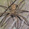 are wolf spider bites poisonous