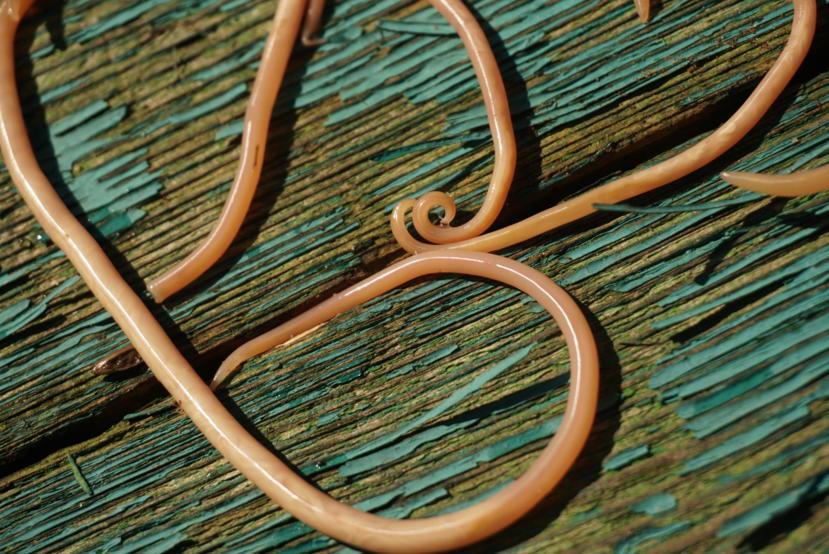 Roundworms Meaning In English